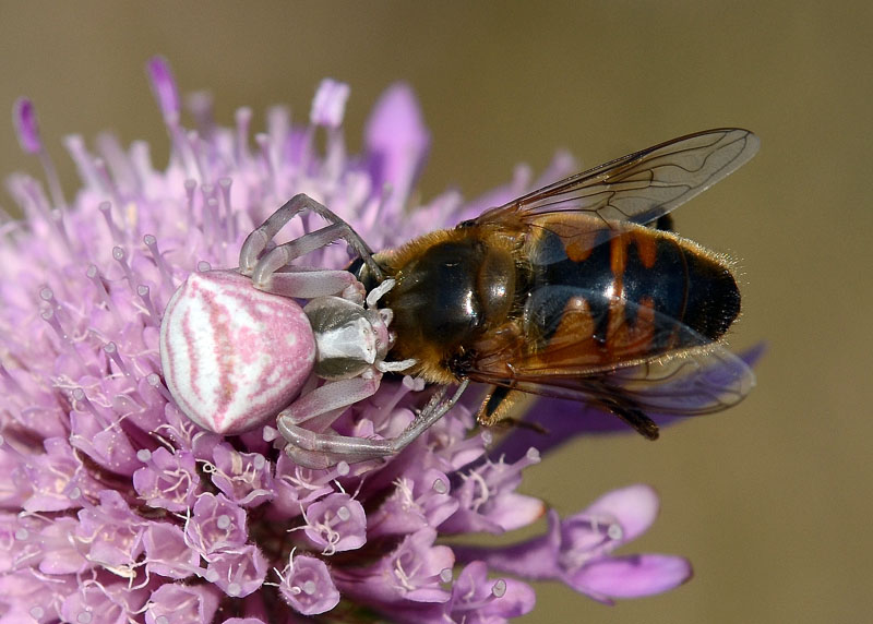 Thomisus onustus in predazione - G. Sasso (AQ)